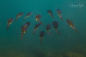 Family Squid, veracruz México by Alejandro Topete 